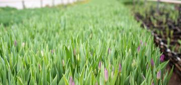 1 MW Solid Oxide Electrolyser for Green Hydrogen Project at Flower Grower Rainbow Colors with engineering support of Ekinetix, part of Ballast Nedam